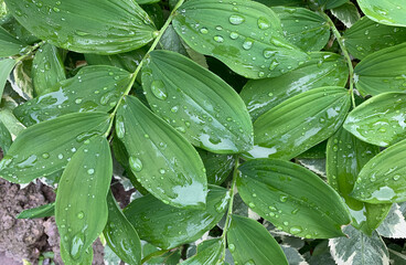 Wet green leaves of polygonatum multiflorum with water drops after the rain. 