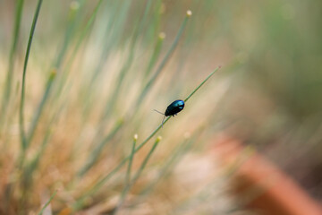 Iridescent bug on grass tip.