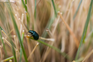 Alder leaf beetle. Agelastica alni.