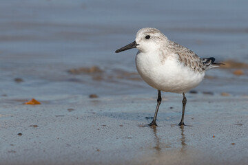 A non breeding plumage Sanderling standing on a wet sandy beach