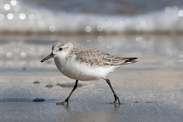 A non breeding plumage Sanderling running along a wet sandy beach