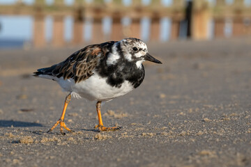 Adult moult plumage Turnstone