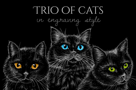 Vector illustration of 3 black cats on a black background with different colored eyes in the style of engraving