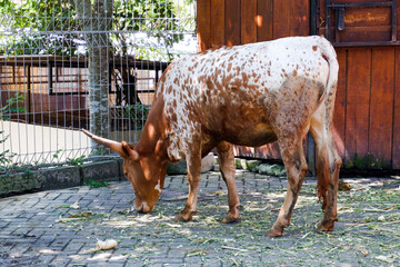 Selective focus of longhorns feeding in their cages in the afternoon. Great for educating children...
