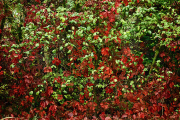 Dense thickets of bushes and trees, the leaves formed a living carpet, red leaves of wild grapes can be seen between the green leaves of the bushes, autumn natural texture