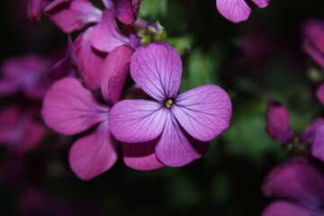 flowers in the garden