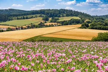 Fototapeten Purple poppy flower field and triticale grain fields © WD Suncrest