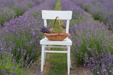 lavender in the garden