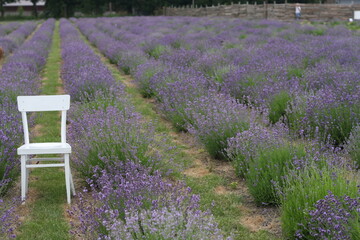 lavender field in region