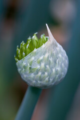 close up of a flower bud