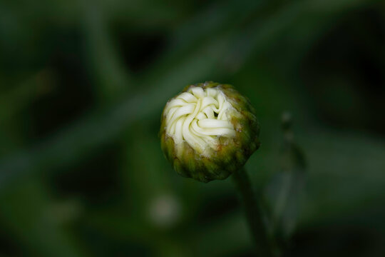 close up of a flower bud