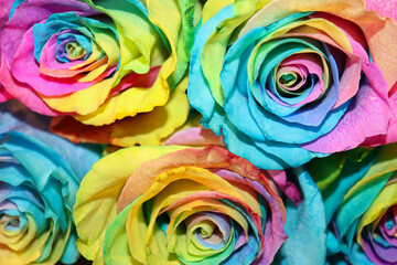 Fototapeta na wymiar Closeup of beautiful rainbow roses
