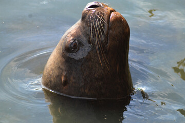 The sea lion on the coast of Chile