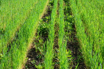 field with green grass, rice agricultural field in sunny day  