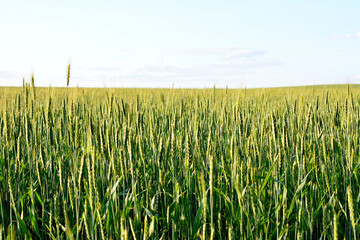 agricultural field with ears of wheat with horizon line, copy space  