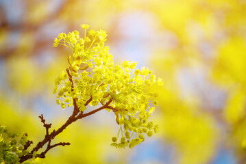 Blooming of maple tree