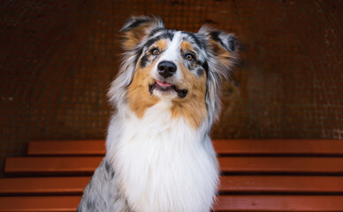 Funny portrait of a derpy aussie shepherd dog sitting on a bench. Australian blue merle collie dog real life portrait, hero shot