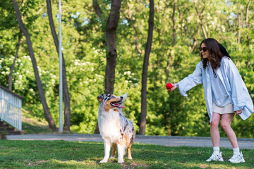 Young woman training her aussie shepherd dog in green park. Active lifestyle for an australian collie, playing fetch on the lawn