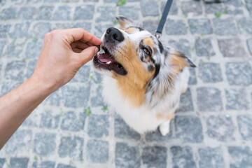 Giving the dog a treat, first person perspective, selective focus on the nose. Human hand giving an auusie dog a treat