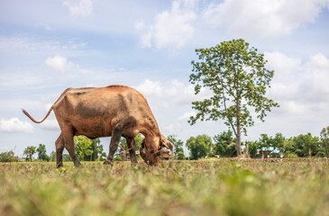 A view of a muddy brown Thai cow grazing during the day on the ground.