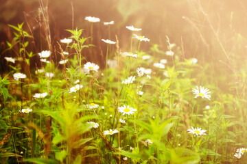 Summer Fields