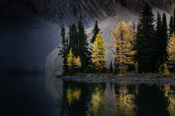 Autumn larch trees in fall colours reflecting on a mountain lake in the Canadian Rocky Mountains near Banff Alberta Canada.