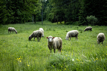 A flock of sheep in a green grazing field in the mountains. 
