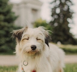 Portrait of a mongrel dog with white hair in a collar on a leash. Concept of friendship, trust, love. Looks delighted, funny. Close-up portrait