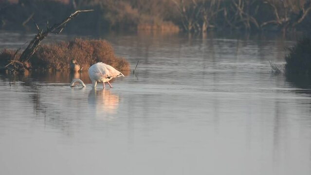 A pink flamingo feeding in the morning sunlight. Hy&egrave;res, France