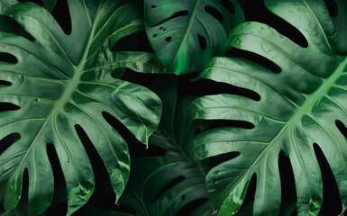 Fototapeta na wymiar Texture of tropical monstera leaves in dark green background, tropical background