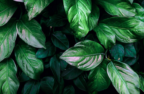 the texture of tropical natural leaves in dark green background, tropical background
