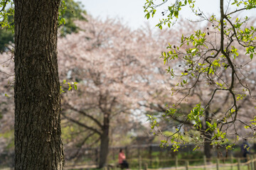 春の公園のベンチで、満開の桜を楽しむ