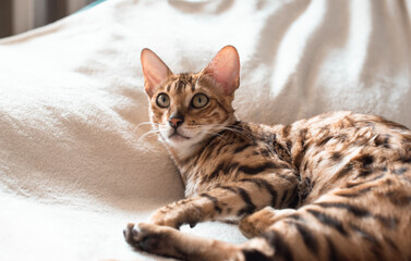 Portrait of bengal feline cat on white, lovely pet. Small tiger