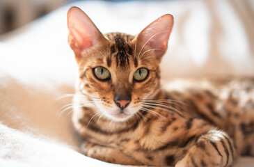 Portrait of bengal feline cat lying on white blanket, lovely pet resting. Small leopard