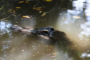 Close up eye crocodile is show head in river