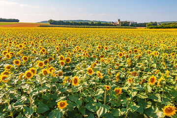 Bird's-eye view of sunflower fields near Wallertheim/Germany in Rheinhessen