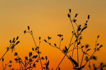 The silhouette of Bidens pilosa contrasts with the yellow sky at sunset in Ho Chi Minh