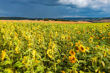 Bird's-eye view of a sunflower field near Idstein/Germany in the Taunus mountains shortly before a thunderstorm