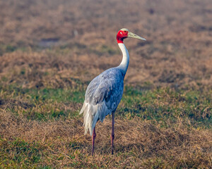 A Sarus Crane