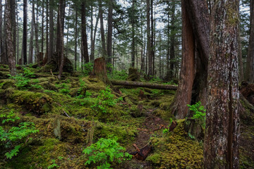 Lush flora in woods jungle wilderness rain forest nature landscape scenery in national park near Hoonah, Icy Strait Point in Alaska with trees, bushes, flowers and green grass environment