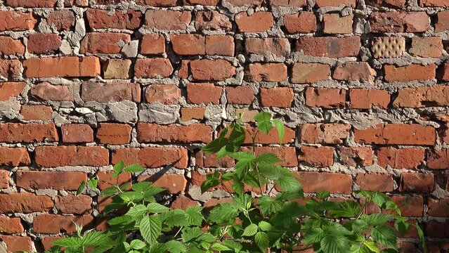 Old breick wall and plant. Sunny wall red brick background and a raspberry bush