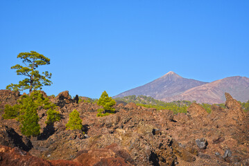 beautiful nature of the Canary Islands, Tenerife island