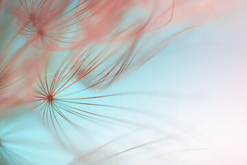 Big white dandelion in a forest at sunset. Macro image. Abstract nature background