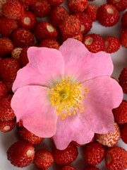 Fragaria vesca, commonly called the wild strawberry, woodland strawberry, Alpine , Carpathian or European strawberry
