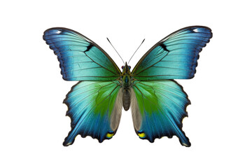 Obraz na płótnie Canvas Beautiful butterfly isolated on white transparent background , PNG file , Created with Generative Ai Technology
