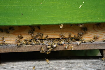 Honey bees (Apidae family) at the beehive, Germany.