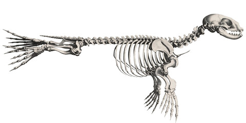 Underwater Secrets: Seal Skeleton Scientific Illustration Animal Anatomy  Marine Creature