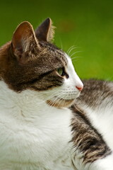 Cat portrait (White and Tabby)
