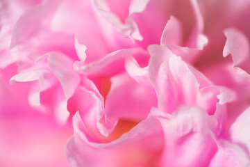 Blooming pink peony flower background. Macro image.