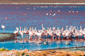 Pink flamingos in high-altitude lake Laguna Colorada in Altiplano, Bolivia.